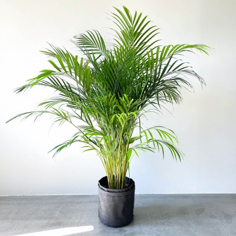Areka Palmiyesi 120-150 cm
