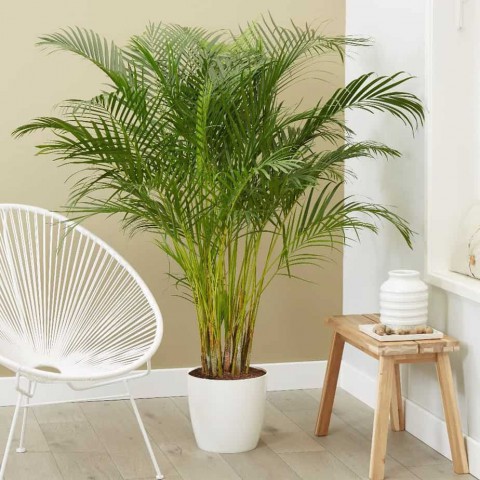 Areka Palmiyesi 120-150 cm
