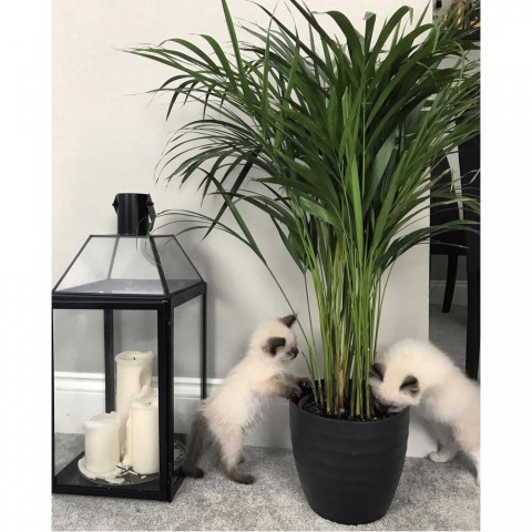 Areka Palmiyesi 20-25 cm 5 Adet