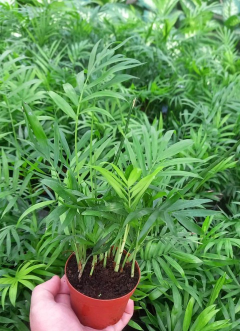 Areka Palmiyesi 20-25 cm