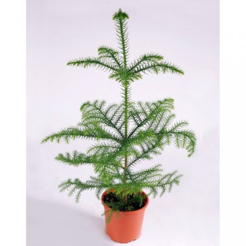 Arokarya Çamı – Salon Çamı 80 cm 3 Adet