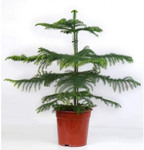 Arokarya Çamı – Salon Çamı 80 cm 3 Adet
