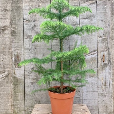 Arokarya Çamı – Salon Çamı 80 cm 3 Adet