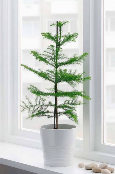 Arokarya Çamı – Salon Çamı 80 cm 3 Adet