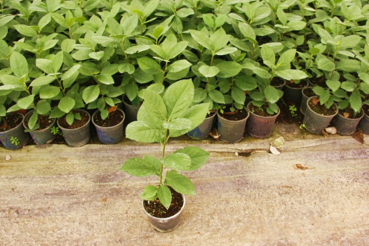 Aronya Fidanı 2-3 Yaş 25-30 cm – 3 Adet Canlı Meyve Fidanı