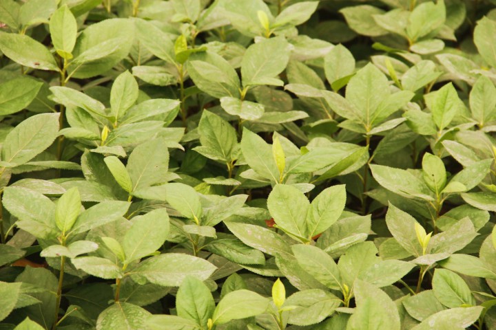 Aronya Fidanı 2-3 Yaş 25-30 cm – 3 Adet Canlı Meyve Fidanı