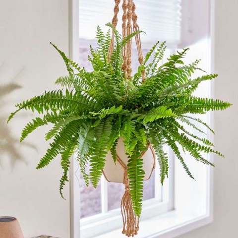 Aşk Merdiveni & Delikli Deve Tabanı & Askılı Sakısıda  Pathos Sarmaşığı