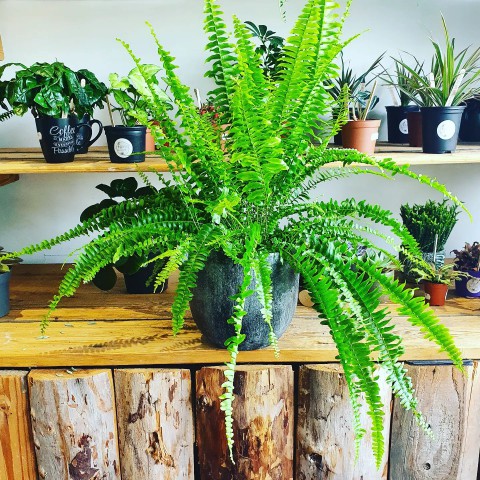 Aşk Merdiveni( Fujer) 2 Adet