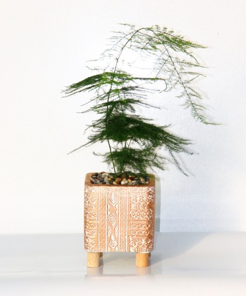 Asparagus – Tül Kuşkonmaz Bronz Saksıda 2 Adet
