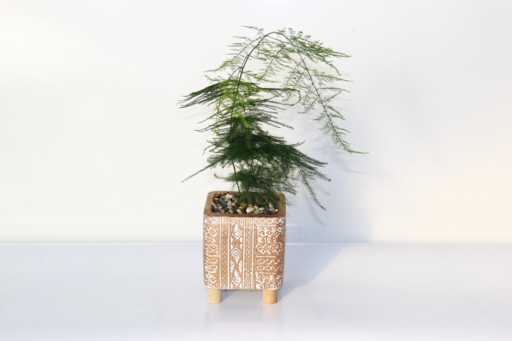 Asparagus – Tül Kuşkonmaz Bronz Saksıda