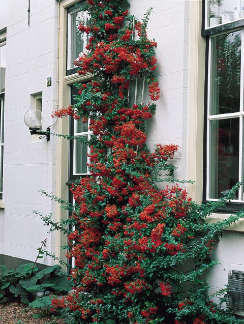 Ateş Dikeni - Pyracantha 3 Adet