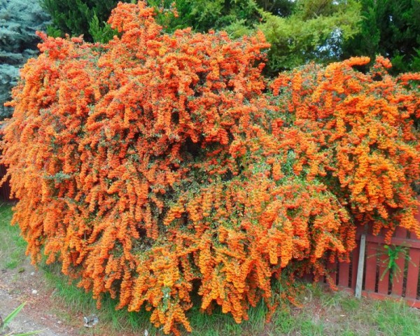 Ateş Dikeni - Pyracantha 3 Adet