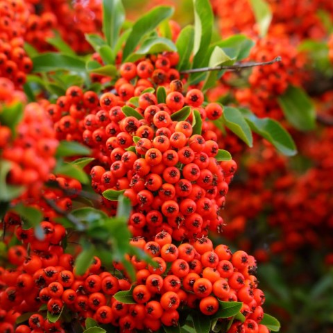 Ateş Dikeni - Pyracantha 3 Adet