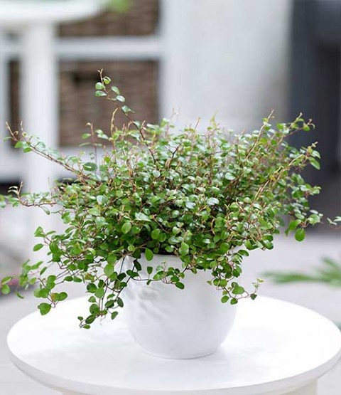 Avustralya Sarmaşığı (Muehlenbeckia) Askılı Saksıda 2 Adet