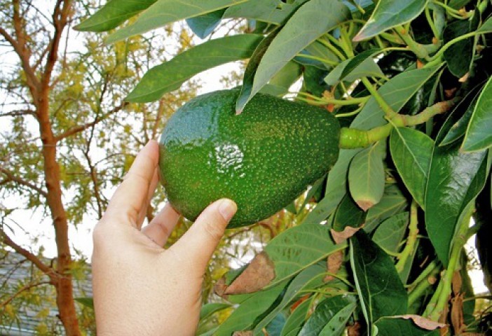 Bacon Avokado Fidanı