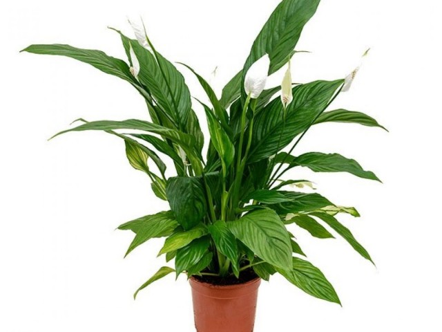 Barış Çiçeği – Spathiphyllum 40cm 5 Adet