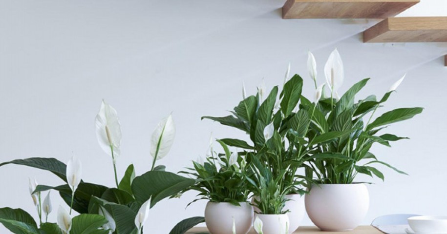 Barış Çiçeği – Spathiphyllum 40cm 5 Adet