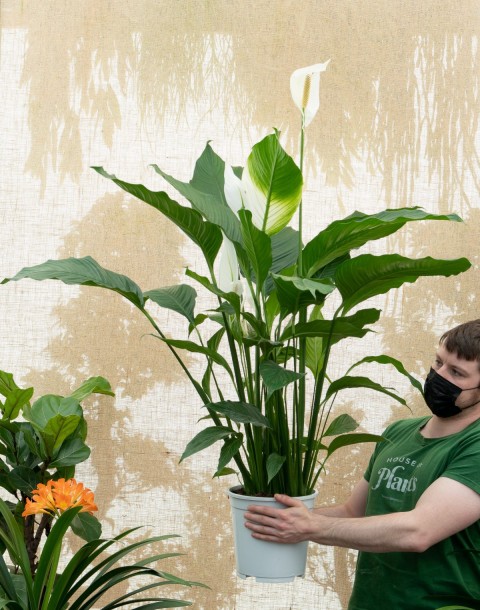 Barış Çiçeği – Spathiphyllum 40cm 5 Adet
