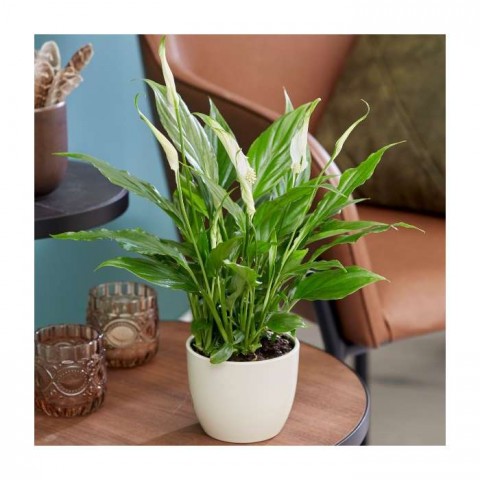 Barış Çiçeği – Spathiphyllum 40cm 5 Adet