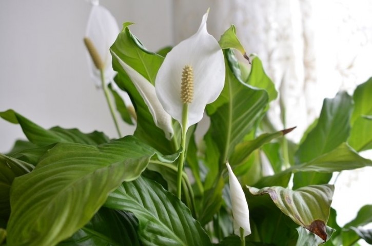 Barış Çiçeği – Spathiphyllum 40cm 5 Adet