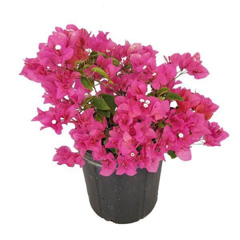Begonvil Çiçeği 25-30 cm 3 Adet
