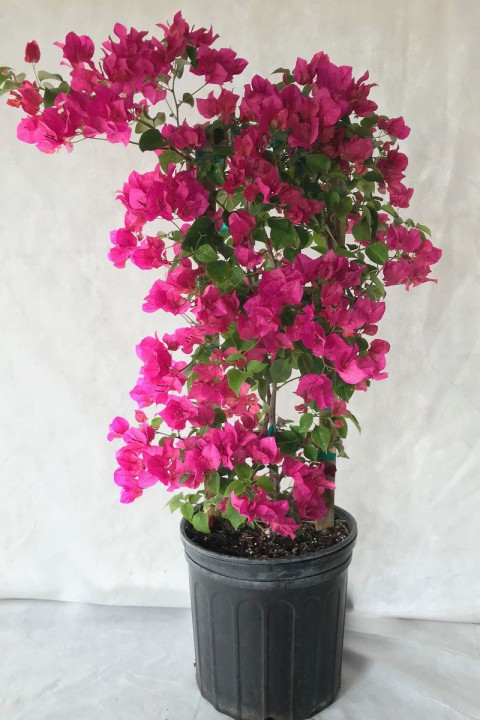 Begonvil - Pembe 100cm