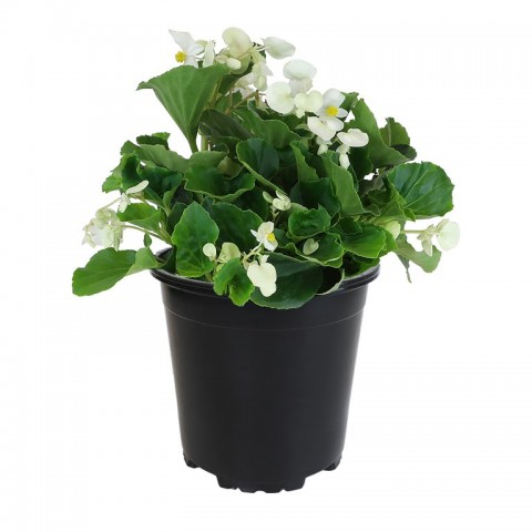 Begonya – Begonia Beyaz Renk 20 Adet