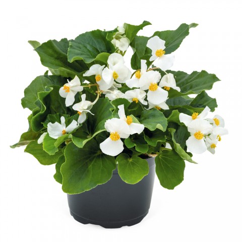 Begonya – Begonia Beyaz Renk 50 Adet