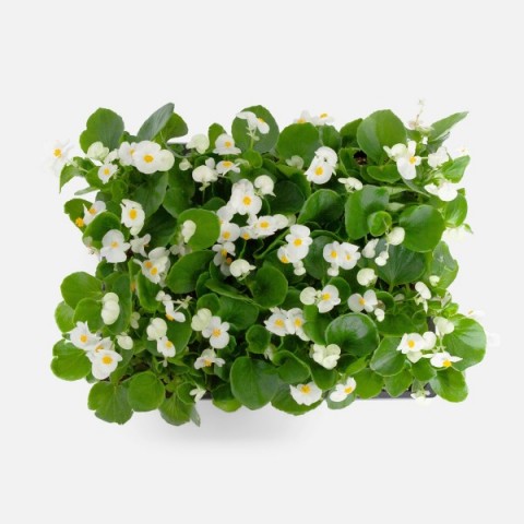 Begonya – Begonia Beyaz Renk 50 Adet