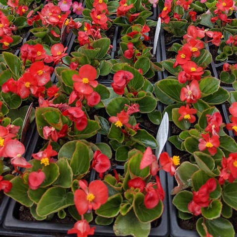 Begonya – Begonia Kırmızı Renk 10 Adet
