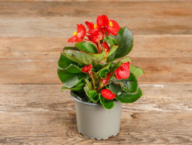 Begonya – Begonia Kırmızı Renk 10 Adet