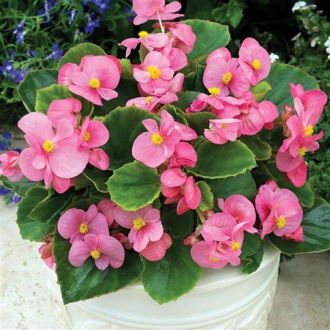 Begonya – Begonia Pembe Renk 10 Adet