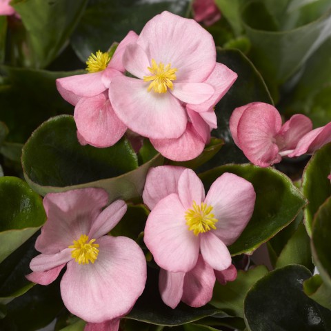 Begonya – Begonia Pembe Renk 10 Adet