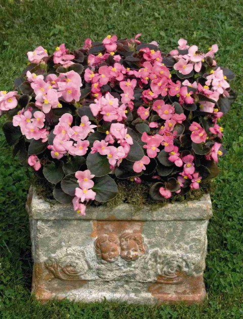 Begonya – Begonia Pembe Renk 10 Adet