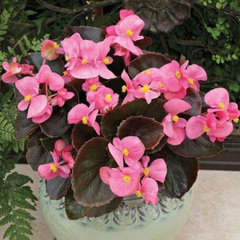Begonya – Begonia Pembe Renk 10 Adet