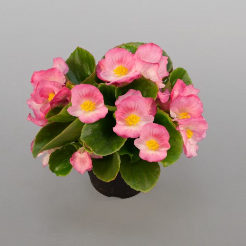 Begonya – Begonia Pembe Renk 10 Adet