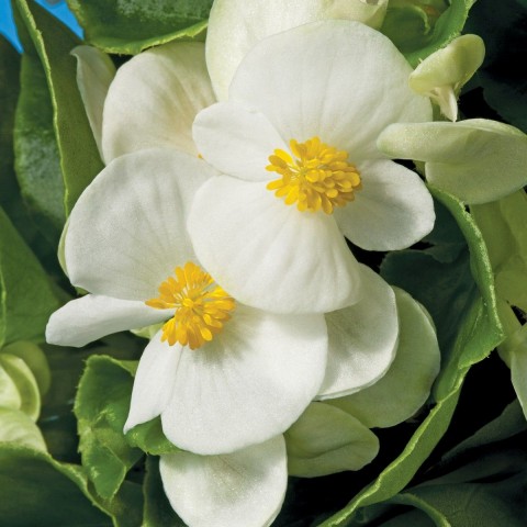 Begonya Çiçeği Beyaz Begonıa Semperflorens 90 Adet
