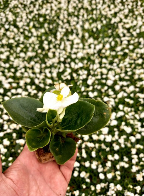 Begonya Çiçeği Beyaz Begonıa Semperflorens 90 Adet