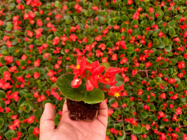 Begonya Çiçeği Kırmızı Begonıa Semperflorens 45 Adet