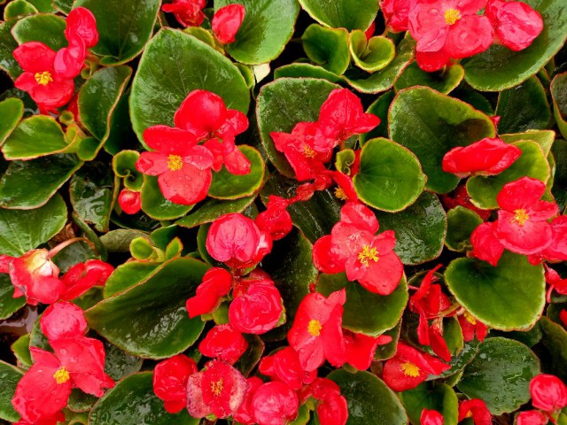 Begonya Çiçeği Kırmızı Begonıa Semperflorens 45 Adet