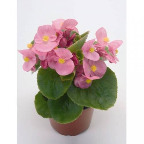 Begonya Çiçeği Pembe Begonıa Semperflorens 45 Adet