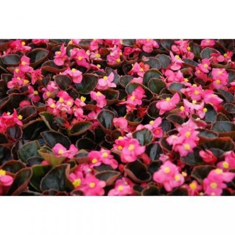 Begonya Çiçeği Pembe Begonıa Semperflorens 45 Adet