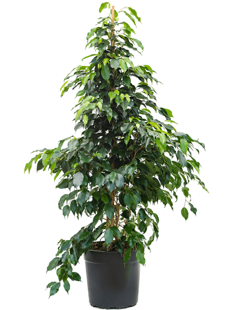 Benjamin - Ficus Benjamina 90 cm 3 Adet