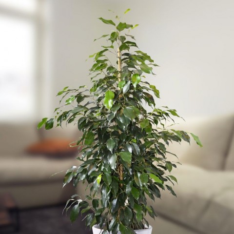 Benjamin - Ficus Benjamina 90 cm 3 Adet