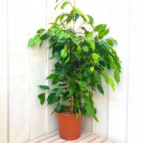 Benjamin - Ficus Benjamina 90 cm 3 Adet