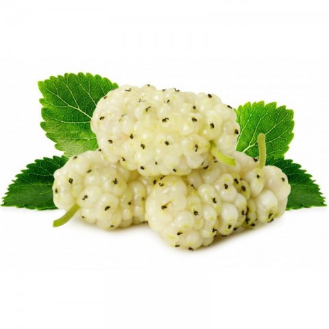 Beyaz Dut Fidanı 3 Yaş Tüplü ve Aşılı