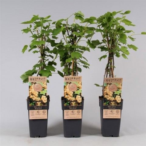 Beyaz Frenk Üzümü Fidanı 2-3 Yaş