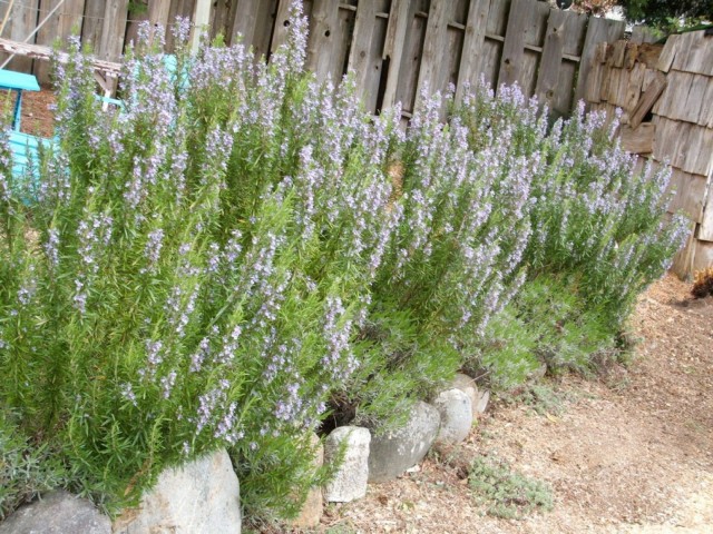 Biberiye Bitkisi Salvia Rosmarinus
