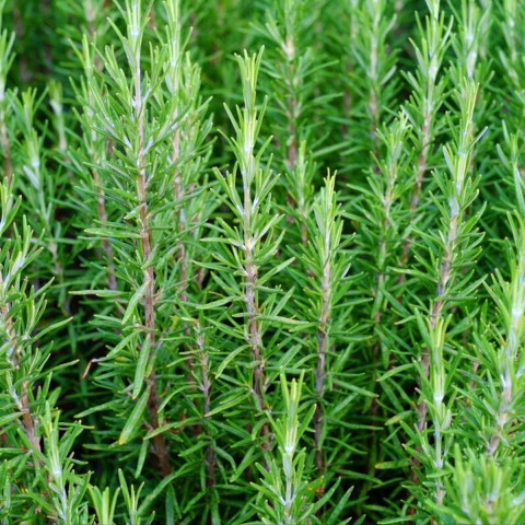 Biberiye Bitkisi Salvia Rosmarinus