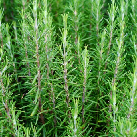 Biberiye – Rosmarinus Officinalis 20 Adet